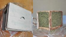 Trafic de cannabis: Rs 225 000 de drogue interceptée à la poste