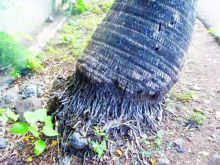 Insolite à Débarcadère, Flacq: son voisin s’oppose à ce qu’elle abatte des cocotiers sur son terrain