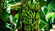 Chemin-Grenier : plus de 50 régimes de bananes volés dans une plantation