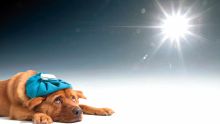 Fortes chaleurs: les chiens très incommodés !
