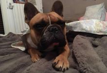 Importé de France: un chien tué par la chaleur à l’aéroport