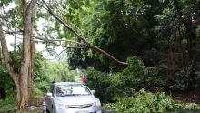 Montagne-Ory: la chute d’un arbre perturbe la circulation