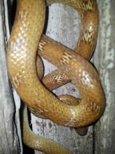 Il croyait avoir aperçu un serpent chez sa tante