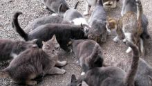 Des chats abandonnés : l’aide se fait attendre