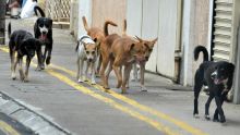 Chiens errants - Msaw: « Sans plainte officielle, on ne peut pas agir »