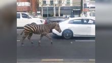 Corée : un zèbre s'échappe d'un zoo et se promène dans les rues !