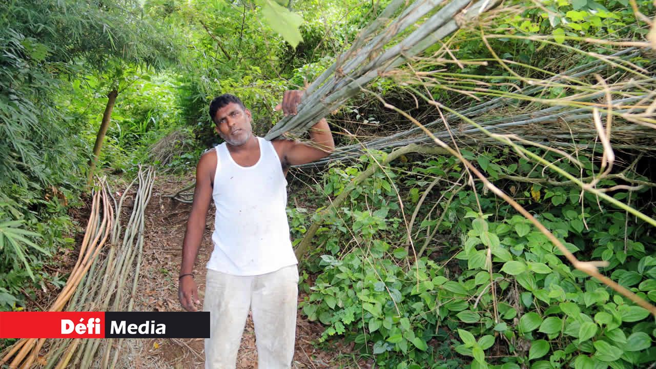 Rajesh Ramtohul portant ses cannes de bambou. Savoir-faire d’antan