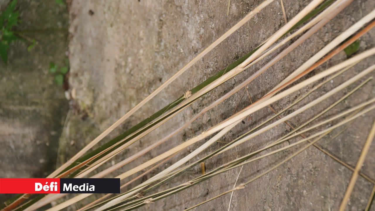 Les fines lamelles de bambou. Savoir-faire d’antan