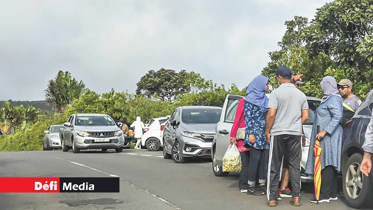 Des pique-niqueurs profitent de leur sortie pour cueillir des goyaves au bord de la route.