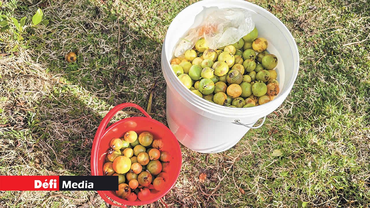 Des seaux entiers sont remplis par les pique-niqueurs pour rapporter leurs précieuses récoltes à la maison.