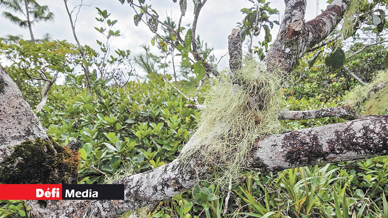 Des plantes endémiques parsèment les bosquets de goyaves de Chine, embellissant le paysage.
