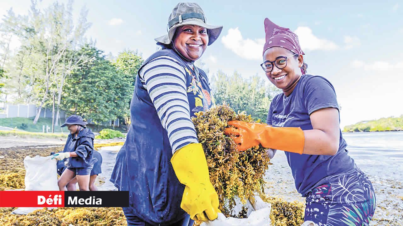 L’équipe de Sealife Organics ramassant des algues sur la plage.