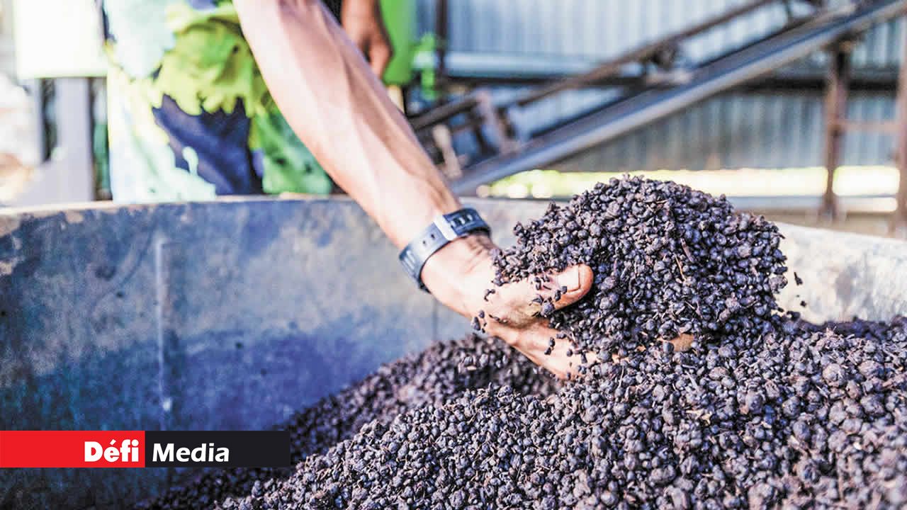 Le compost naturel produit par Sealife Organics.