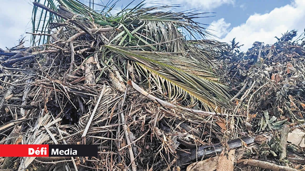 Les déchets verts récupérés des jardins de particuliers et des établissements touristiques.