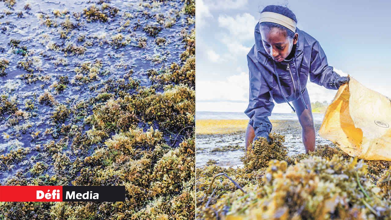 Seuls les algues Sargassum et les herbiers marins Syringodium rejetés par la mer sont ramassés sur les plages du Sud.