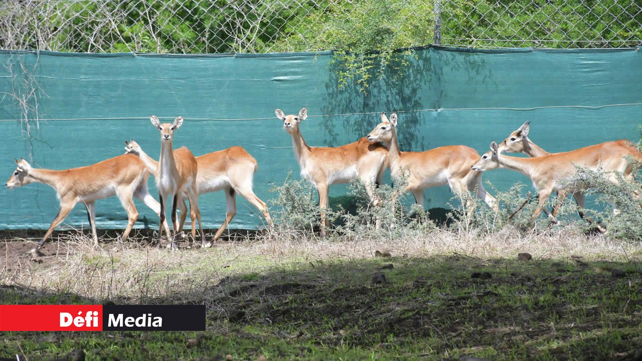 Le lechwe est une espèce d’antilope aquatique que l’on trouve principalement en Afrique, notamment dans les marais et les zones humides du sud de l’Afrique centrale, en particulier dans les régions du Botswana, de la Zambie et du Zimbabwe.
