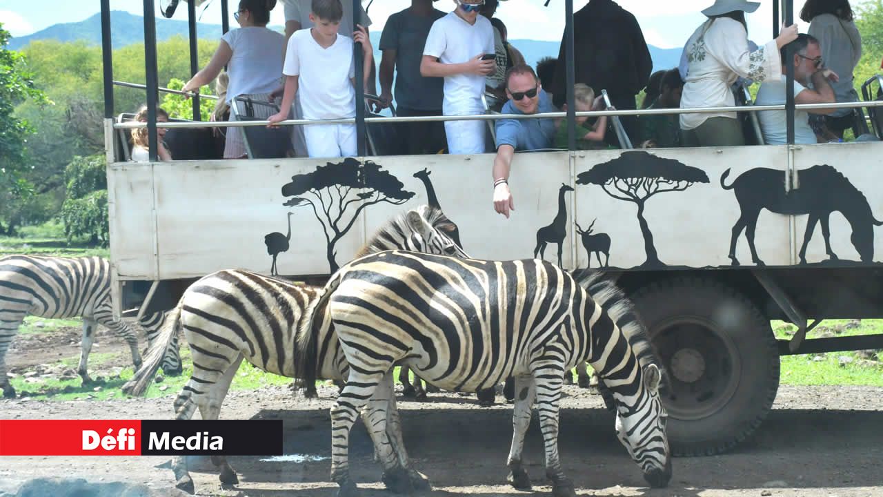 Les animaux qui intégreront bientôt le safari sont encore en période d’adaptation.