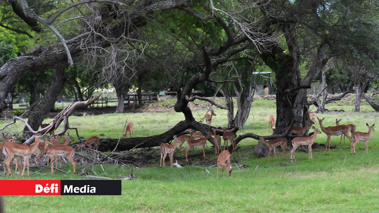 Les bébés impalas, à l’ombre des arbres, ressemblent à des enfants en classe, paisiblement rassemblés.