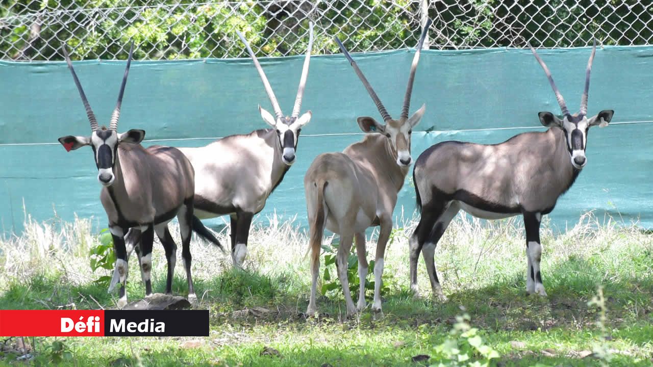 L’oryx est un genre d’antilope originaire des régions arides et semi-arides d’Afrique et du Moyen-Orient.