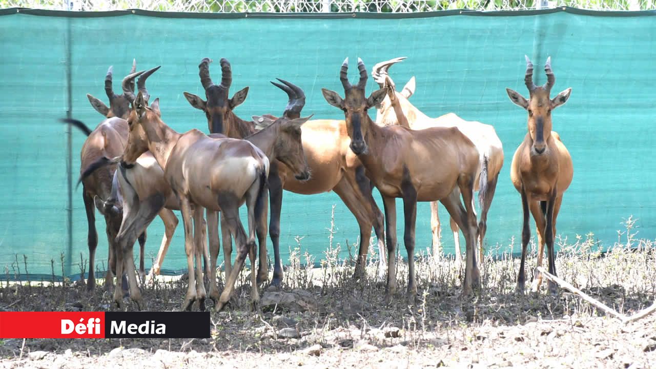 Le Hartebeest se distingue par sa silhouette élancée et ses cornes caractéristiques. Il vit principalement dans les savanes et les prairies d’Afrique subsaharienne.