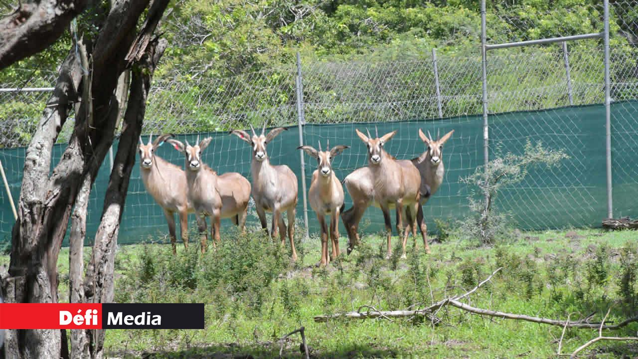 Le roan, une grande antilope dont l’espèce appartient à la famille des bovidés, vit principalement en Afrique subsaharienne.