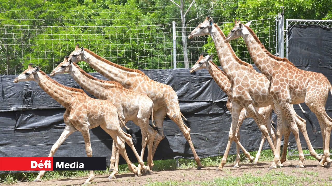 Ces girafes, qui seront bientôt relâchées dans le safari, sont sous la supervision de Cendrine Ribet de Chalain et d’Adrien René.