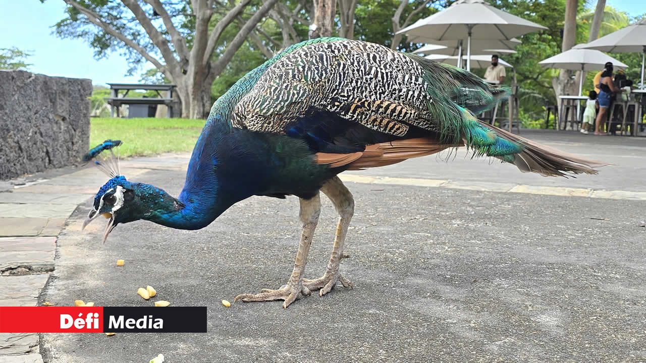 Ce paon raffole visiblement des frites…