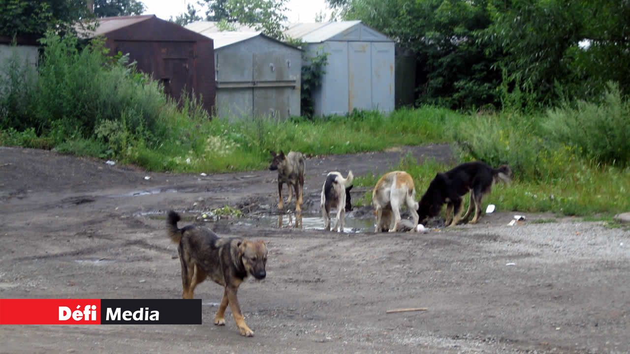 Chiens errants à Maurice.