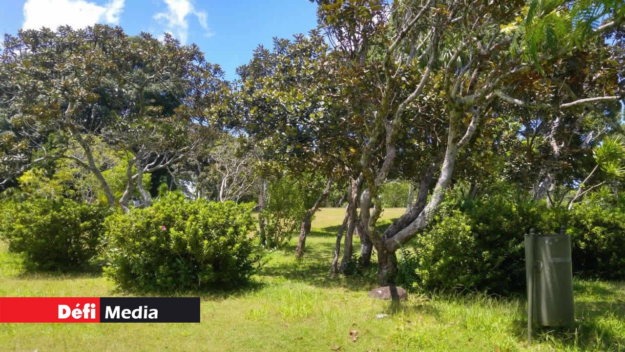 Arbustes et plantes endémiques.