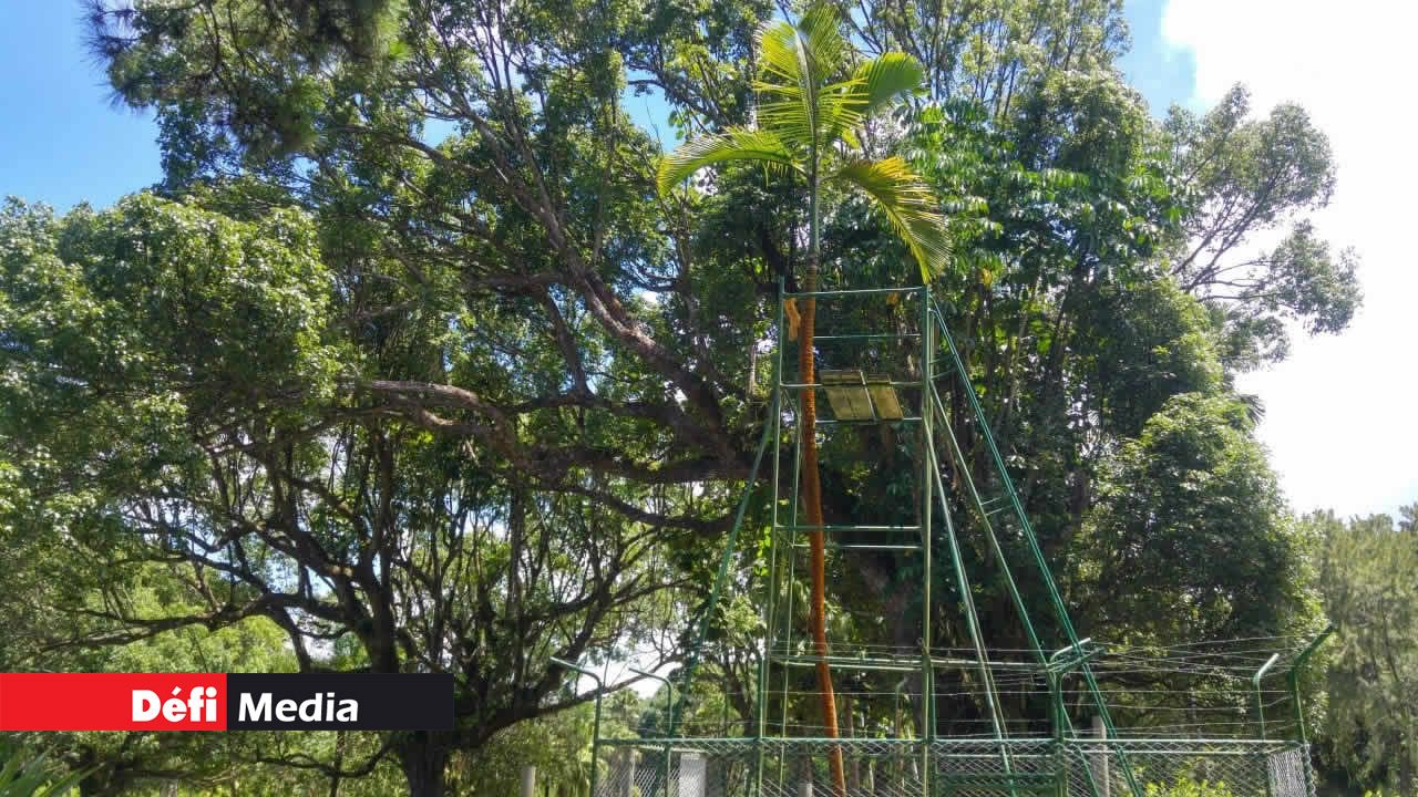 Bien protégé, un palmier unique à Maurice.