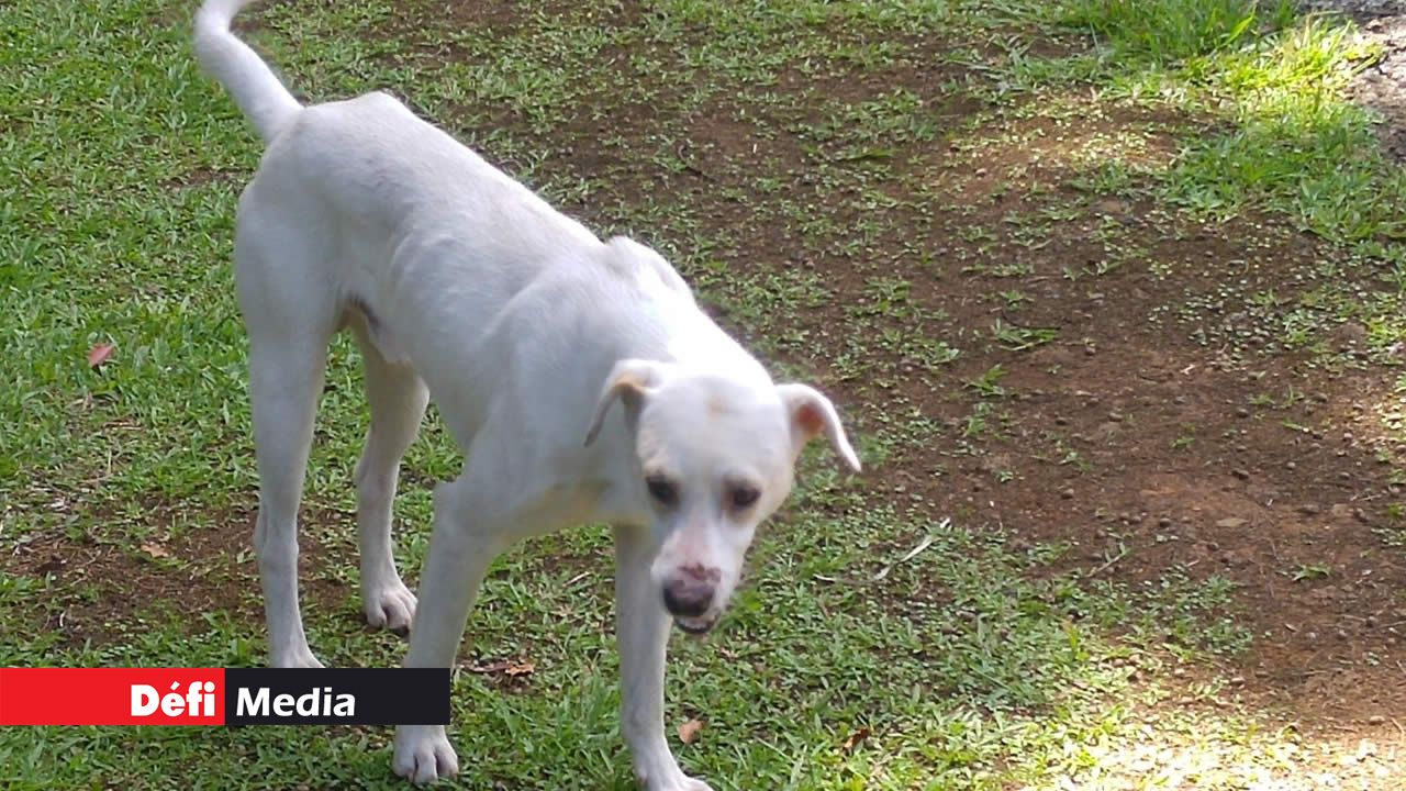 Chien errant en quête de nourriture.