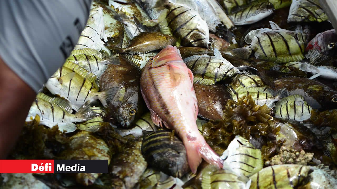 Plus de 400 kg de poissons ont été ramenés à terre par les pêcheurs pour leur premier jour de pêche à la senne. Pêche à la senne