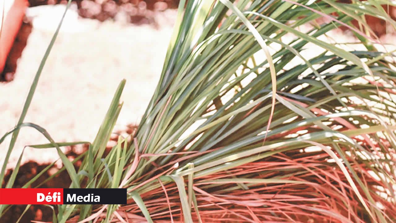 La citronnelle, autre plante médicinale aux nombreuses vertus.