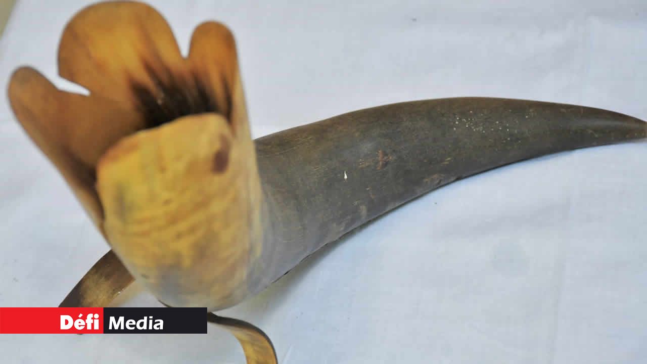 La corne de bœuf utilisée comme vase à fleurs.