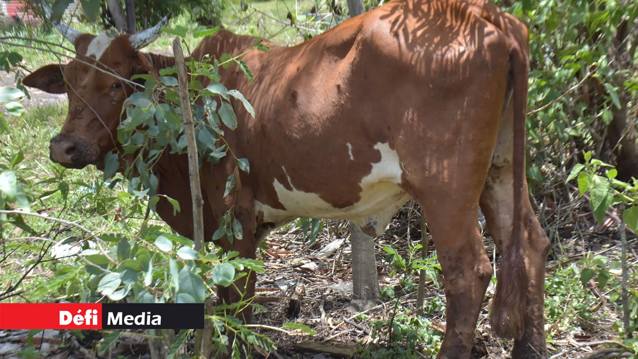 L’élevage des animaux.