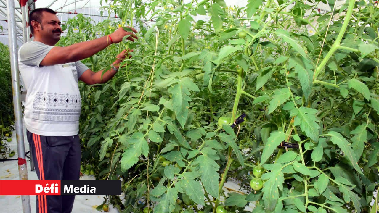 Dev Budhoo procède au nettoyage des plants. Culture hydroponique