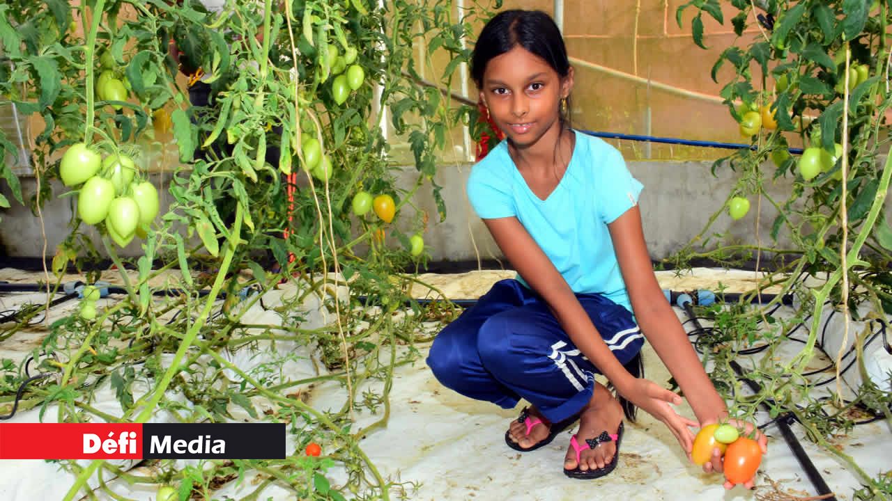 Une des trois enfants de Dev Budhoo qui aident dans la culture. Culture hydroponique