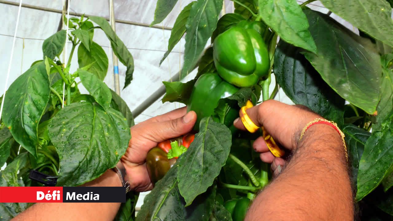 Du poivron prêt pour la cueillette. Culture hydroponique