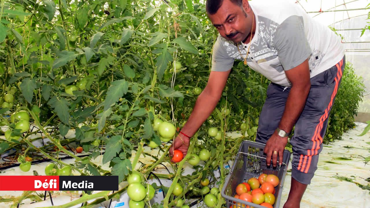 La récolte commence. Culture hydroponique
