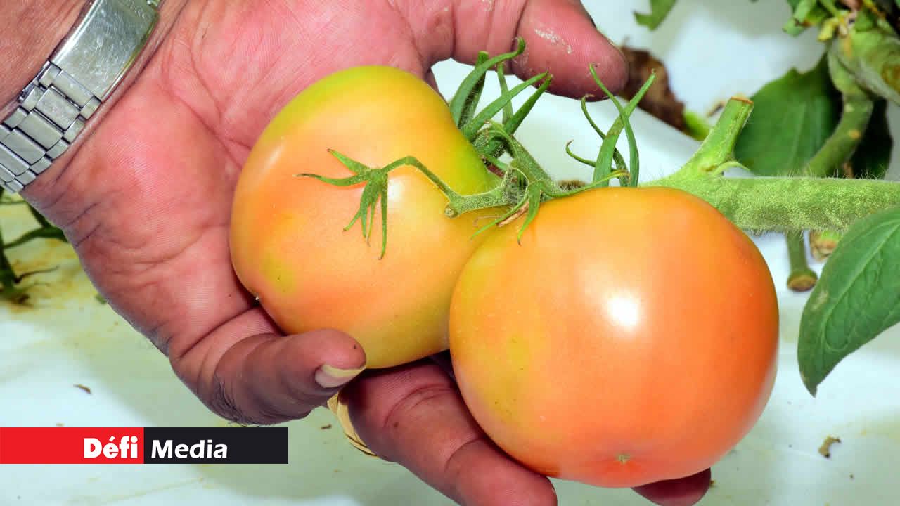 Culture hydroponique