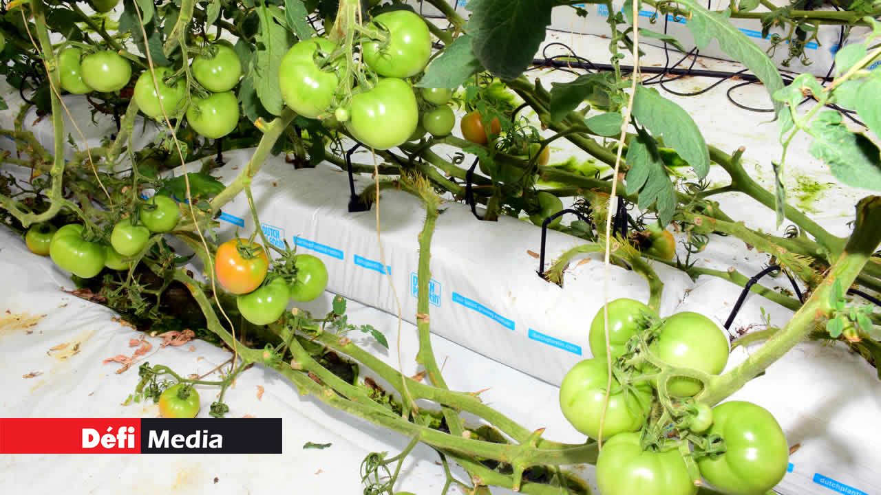 Culture hydroponique