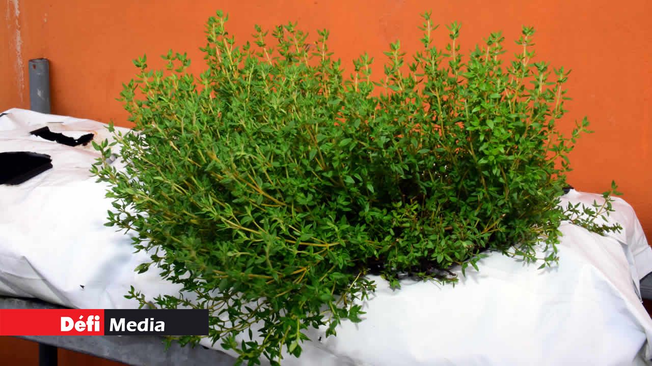 Du thym. Culture hydroponique