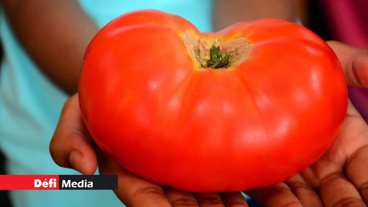 Une tomate qui fait rougir. Culture hydroponique