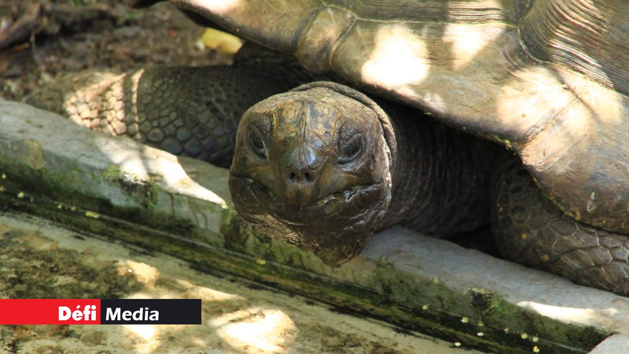 Big Daddy, une tortue d’Aldabra étanchant sa soif, dans la chaleur accablante de son habitat.