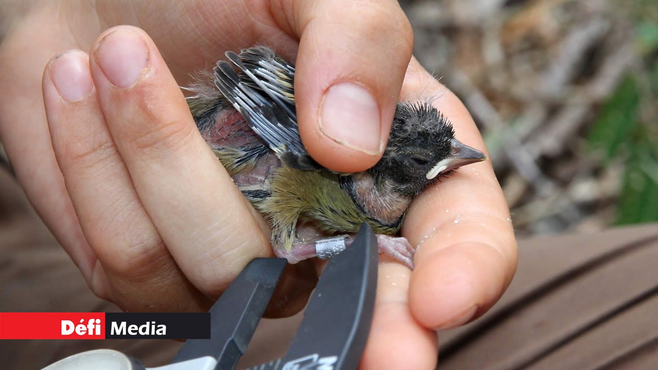 Ils sont une dizaine de conservateurs sur l’Île aux Aigrettes.
