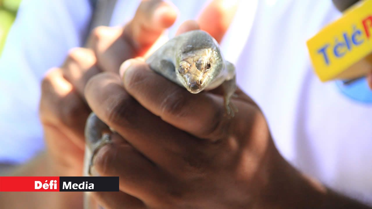 Le Scinque de Telfair, nommé d’après Charles Telfair.