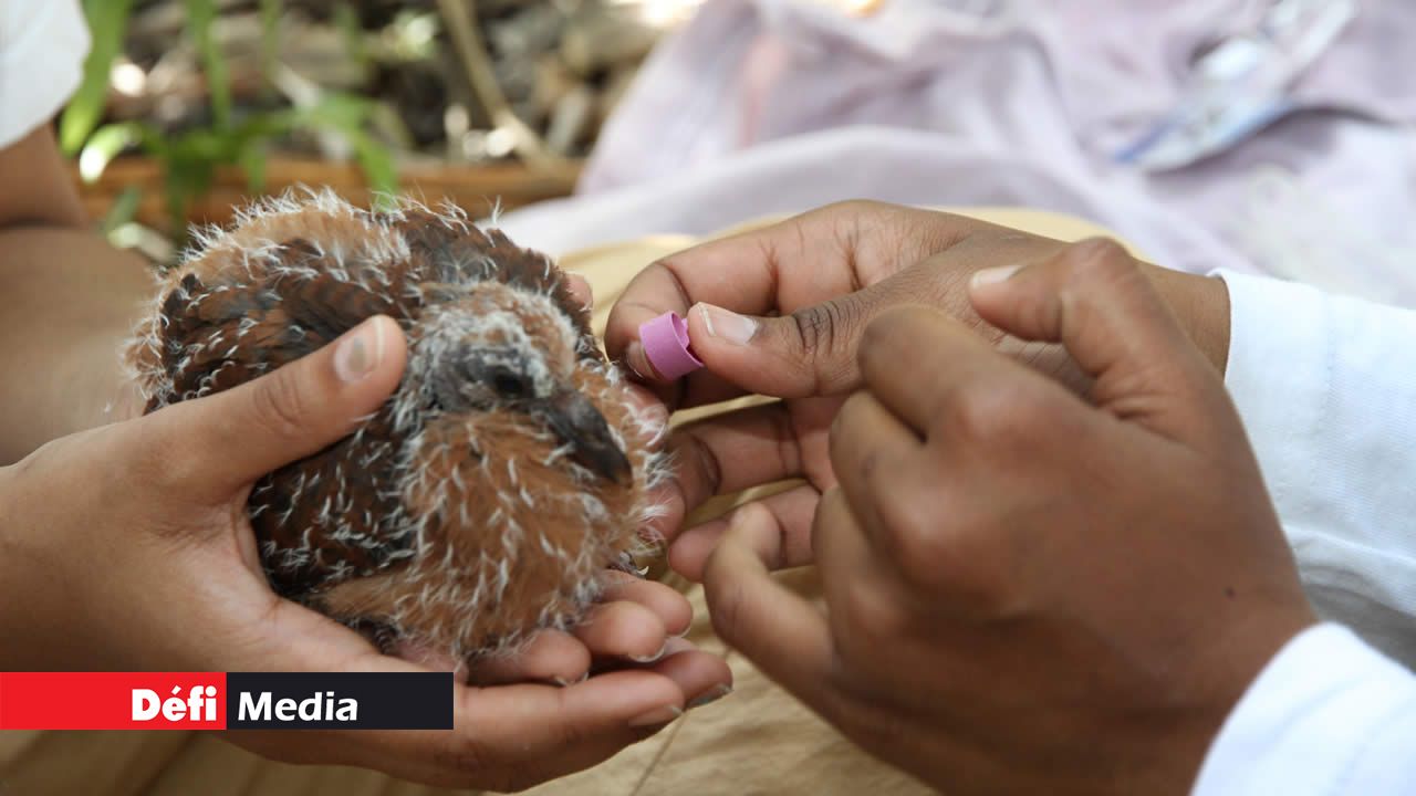 Marquage des oiseaux en conservation.