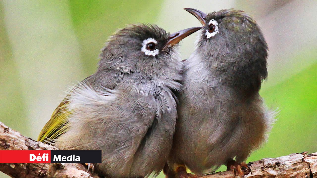 Deux Olive White Eye.