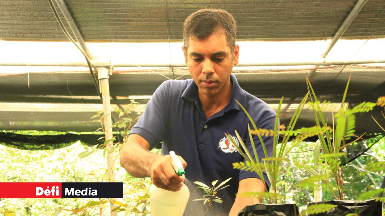 L’horticulteur assure la propagation des plantes endémiques.