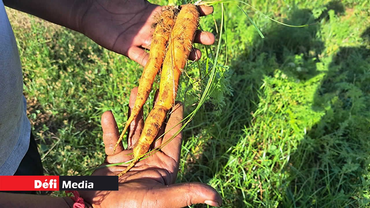 Les champs agricoles de Bimal Bholah, situés à Bassin, ont connu des dégâts importants avec les pluies torrentielles.
